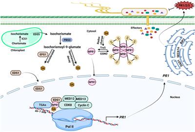 Transcriptional Coactivators: Driving Force of Plant Immunity